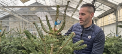 Comment s'occuper de son sapin jusqu&rsquo;&agrave; No&euml;l ? (et bien apr&egrave;s&hellip;)