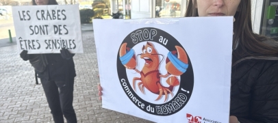 Près de 20 000 signatures contre la vente de homards vivants à Auchan Villars