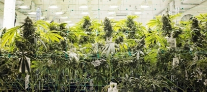 Savigneux : trois personnes interpell&eacute;es pour culture de cannabis