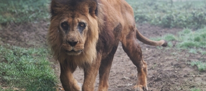 Saint-Martin-la-Plaine : Djibo le lion f&ecirc;te ses 27 ans