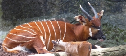 Deux b&eacute;b&eacute;s bongos naissent au Safari de Peaugres, une esp&egrave;ce parmi les plus menac&eacute;es au monde