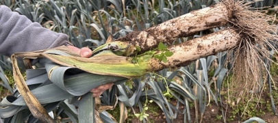 Surproduction de poireaux : les supermarch&eacute;s appellent les Fran&ccedil;ais &agrave; consommer davantage