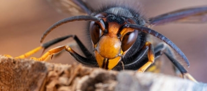 Frelons asiatiques : 5 conf&eacute;rences et des pi&egrave;ges gratuits pour prot&eacute;ger les abeilles