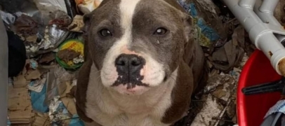 Maltraitance animale : la propri&eacute;taire de Riya condamn&eacute;e, la chienne confi&eacute;e &agrave; C&oelig;ur sur pattes