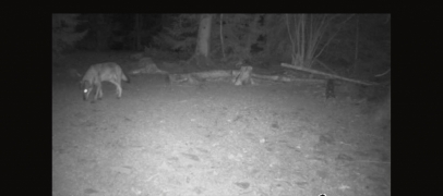 Loups dans le Pilat : les signalements se multiplient autour de Doizieux