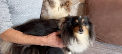 Salon de l&rsquo;agriculture : les chiens aussi ont leur concours de beaut&eacute;