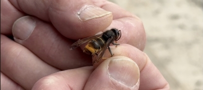 Alerte au frelon asiatique : la Loire organise la riposte printani&egrave;re