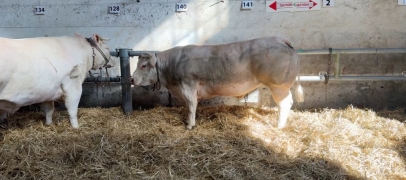 Malgr&eacute; la Dermatose nodulaire contagieuse, les bovins bien pr&eacute;sents au comice de Feurs