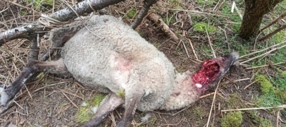 Huit brebis tu&eacute;es dans le Pilat : la piste du loup fortement suspect&eacute;e