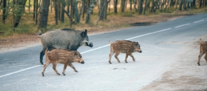 Loire : la chasse au sanglier adapt&eacute;e pour prot&eacute;ger les cultures