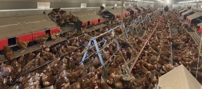 Loire : 6 000 poules &agrave; adopter en urgence pr&egrave;s de Saint-&Eacute;tienne