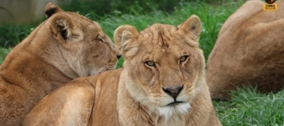 Tonga Terre d'Accueil : 4 lionnes de cirque sauv&eacute;es