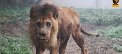 Saint-Martin-la-Plaine : le lion vivant le plus &acirc;g&eacute; d'Europe d&eacute;c&egrave;de dans la Loire
