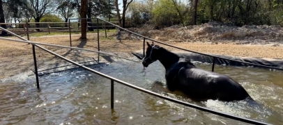 Loire : un centre unique en France pour soigner et entra&icirc;ner les chevaux