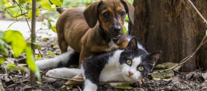 Animaux en ville : Saint-Etienne &agrave; la tra&icirc;ne dans le classement 2026 des villes