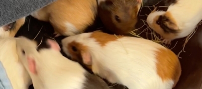 Abandon massif de cochons d&rsquo;Inde dans un parc de Sorbiers : une quarantaine d'animaux sauv&eacute;s, une enqu&ecirc;te ouverte