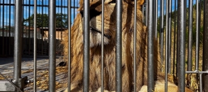 Tonga Terre d&rsquo;Accueil transf&egrave;re Layish vers l&rsquo;Afrique du Sud