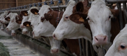 Loire : les &eacute;leveurs appel&eacute;s &agrave; renforcer la bios&eacute;curit&eacute; face aux risques sanitaires en Europe