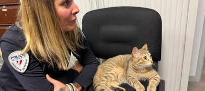 Le chat Perkiz rejoint les rangs du commissariat de Firminy