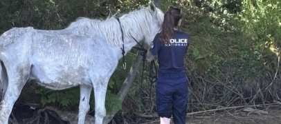 Un cheval chute dans la Loire &agrave; Saint-Victor-sur-Loire : la brigade fluviale intervient avec succ&egrave;s