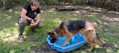 SPA Saint-Etienne Loire : maintenir des bonnes conditions pour les animaux en p&eacute;riode de fortes chaleurs