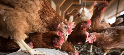 Adoptez une poule &agrave; Saint-Just-Saint-Rambert