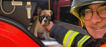 Accident sur l&rsquo;A89 : les pompiers prennent soin de 2 chiens apr&egrave;s une sortie de route