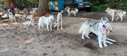 Au col de la Loge, les chiens de tra&icirc;neau se d&eacute;couvrent aussi en &eacute;t&eacute;