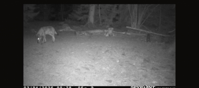Loups : une 1&egrave;re meute install&eacute;e dans le Pilat