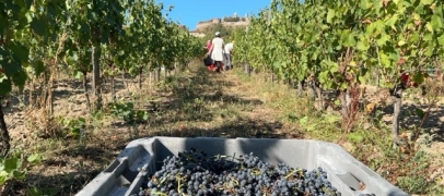 Les vendanges d&eacute;marrent en avance apr&egrave;s un &eacute;t&eacute; marqu&eacute; par les fortes chaleurs