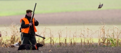 Loire : la chasse ouvre ce dimanche, ce qu&rsquo;il faut savoir pour la saison 2026-2027