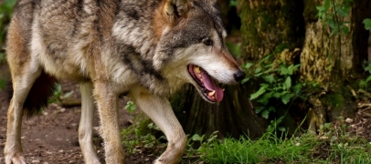 Un loup percuté à Roche-la-Molière