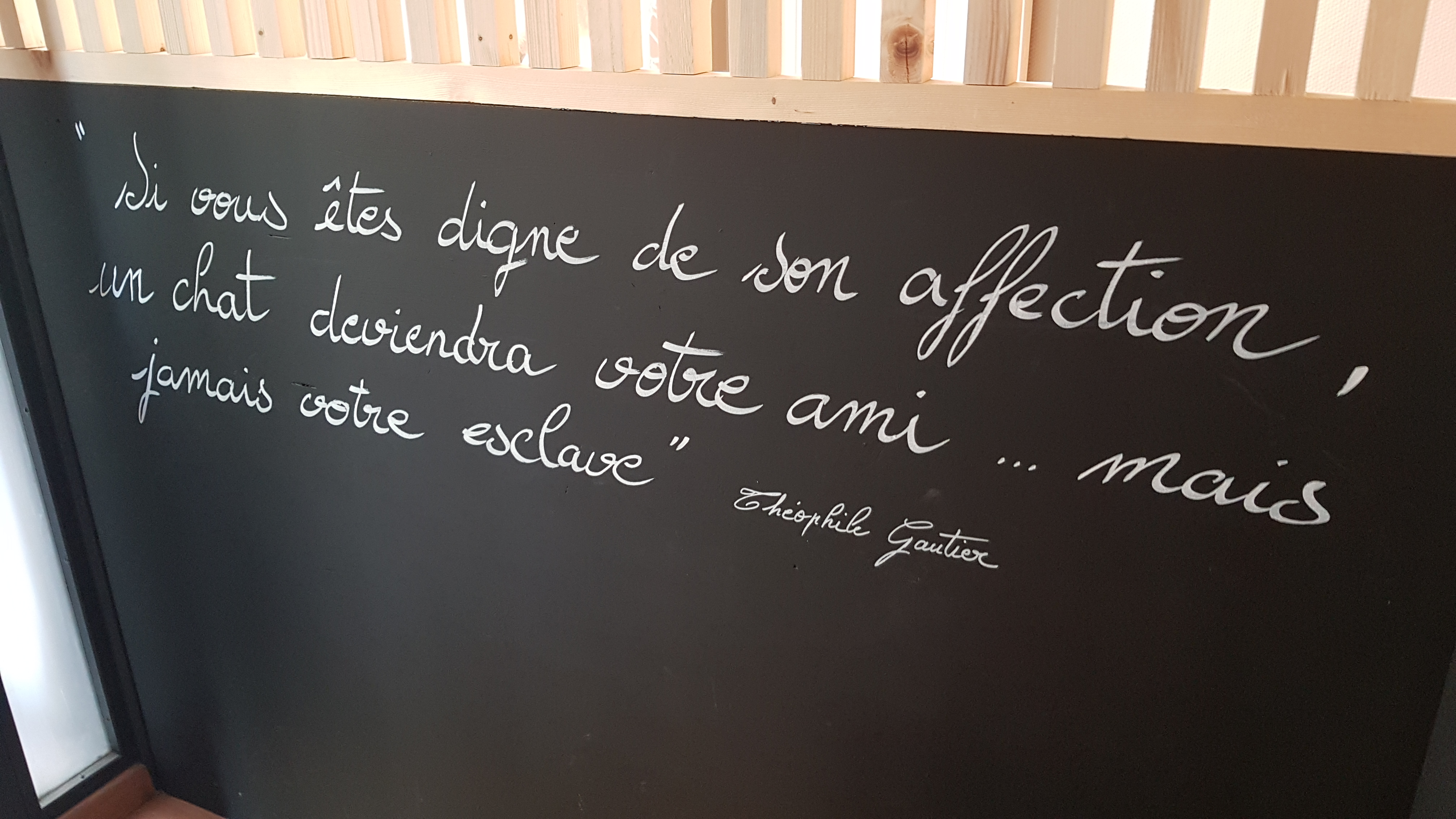 Saint Etienne A Enfin Son Bar A Chats Tl7 Television Loire 7